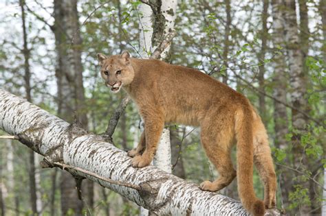 Cougar Stock Photo Download Image Now Istock