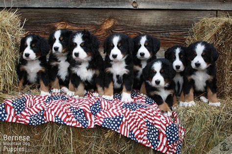 We Currently Have 9 New Rolly Polly Fluffy Bernese Mountain Dog Puppies