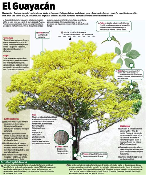 El Árbol Guayacán En Infografia