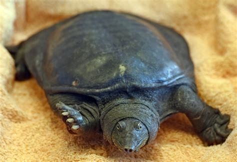 Chinese Turtles Found In Quincy Raise Concerns Boston Herald