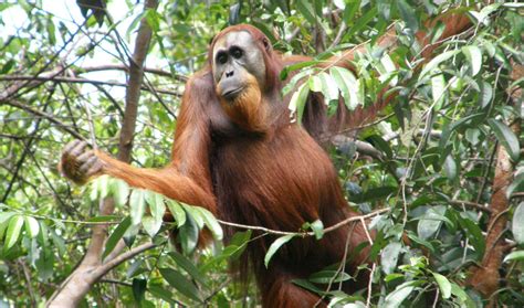Isolated Male Orangutans Travel Far To Mate