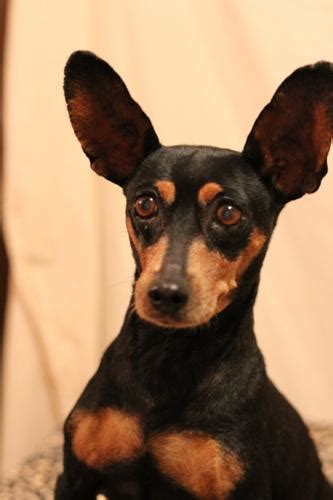 Nightingale Miniature Pinscher Adult Adoption Rescue For Sale In