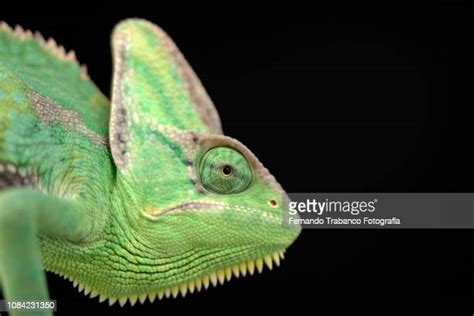 Cute Chameleon Photos And Premium High Res Pictures Getty Images