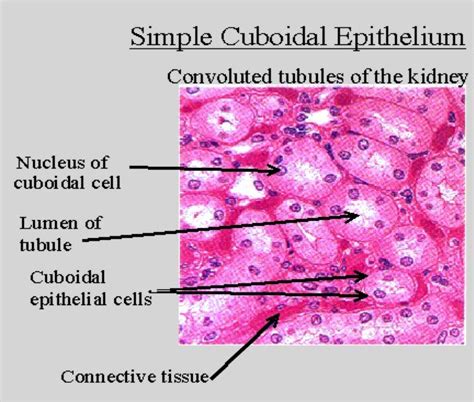 Simple Cuboidal Epithelial Tissue Simple Cuboidal Epithelium Tissue
