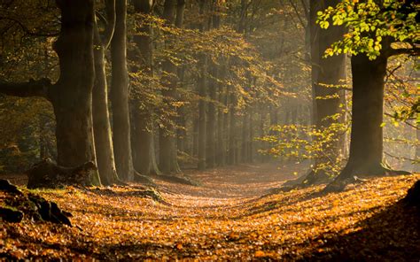 Download Wallpaper 3840x2400 Forest Path Foliage Branches 4k Ultra