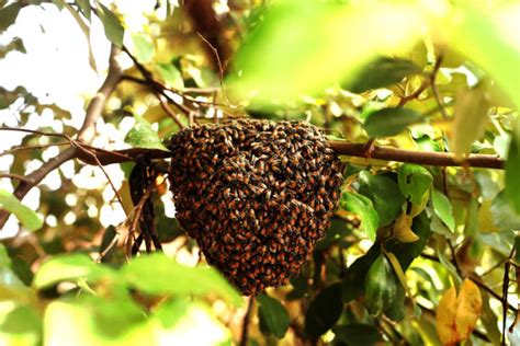 Bee Hives In Trees Backgrounds Stock Photos Pictures And Royalty Free