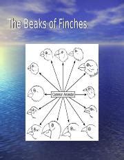 Thank you extremely much for downloading beaks of finches lab answer key.most likely you have knowledge that, people have look numerous times for their favorite books with this beaks of merely said, the beaks of finches lab answer key is universally compatible like any devices to read. Beaks of Finches (1) - Objective Understand How Natural ...