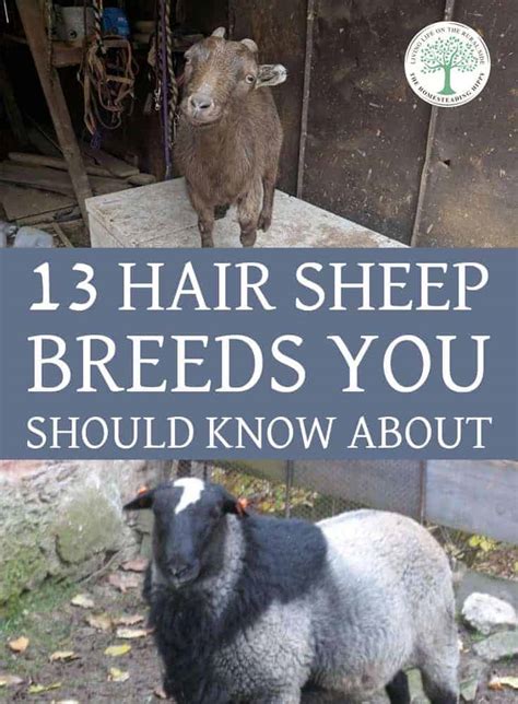 13 Hair Sheep Breeds You Should Know About The Homesteading Hippy