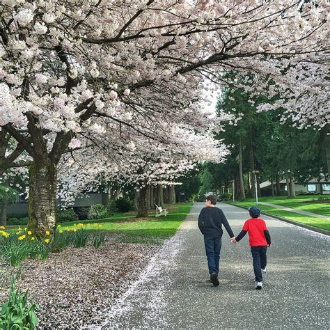 Celebrating Cherry Blossoms In Vancouver British Columbia And A