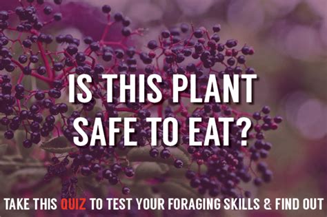 Foraging For Edible Wild Plants Quiz Would You Survive