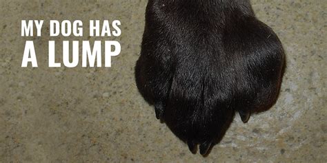 My Dog Has A Lump Common Causes Diagnoses And Treatments