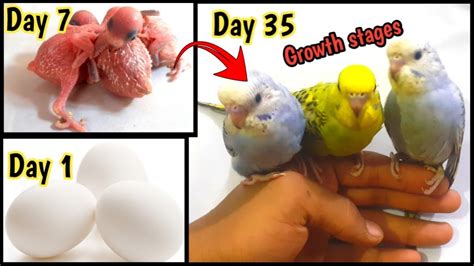 Budgies Growth Stages Day 1to Day 35 Budgie Parrot Timelapse Fast