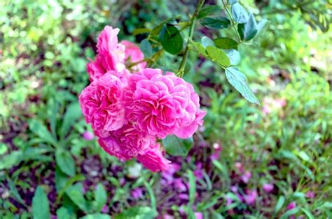Fotos Gratis Naturaleza Pétalo Florecer Rosa Color Botánica