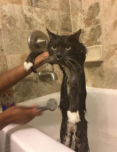 This Fluffy Cat Gets A Bath Rfunny