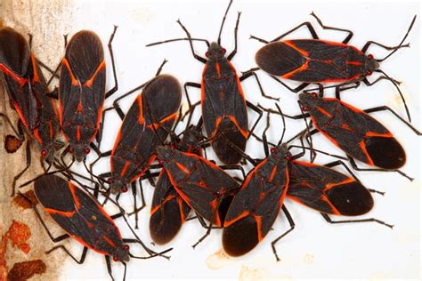 Why dont you take a picture of it so it can be identified and then treated make sure if you treat the lice the eggs should to treated also and the co. How to Get Rid Of Boxelder Bugs in Your Home