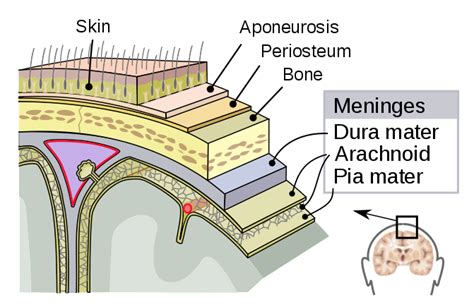 The Meninges Human Anatomy And Physiology Lab Bsb 141 Course Hero