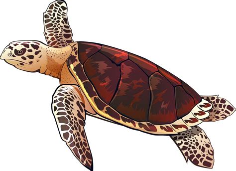 A Loggerhead Sea Turtle Clipart World