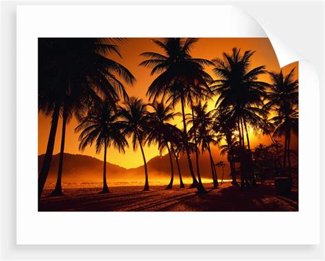 Palm Trees At Beach Posters And Prints By Corbis