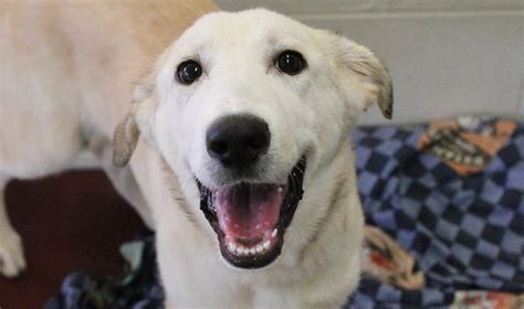 Our hospitals are located in many area across the country. Contact Us - Virginia Beach SPCA