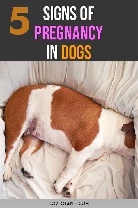 Pin On Dog Health Tips