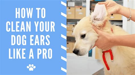 How To Clean Your Dog Ears Like A Pro Dog Ear Wax Removal Bark To Paws