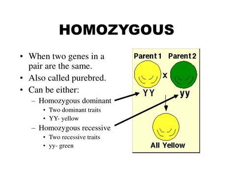 For males, the recessive gene will be active even if it's only on the x chromosome, and at the same time, if the male's recessive trait isn't a fatal one, then he will also pass it on to a. PPT - ORIGIN OF GENETICS PowerPoint Presentation - ID:5568526