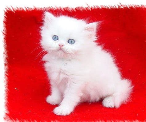 Persian kittens for sale in a rainbow of colors and sizes including the highly sought after teacup persian kittens. Two Adorable Persian Kittens For Adoption - Yellowknife ...
