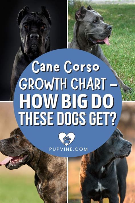 Understanding The Cane Corso Growth Chart Can Help You Ensure That You