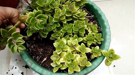 I just received a bleeding heart shrub plant that i ordered from a mail order company. How To Propagate Tangled Heart Plant By Cutting...With ...