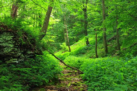 Free Images Tree Creek Wilderness Hiking Trail Sunlight Leaf