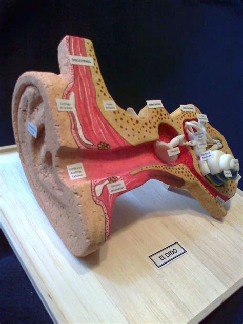 Maquetas y arte: El oído y sus partes