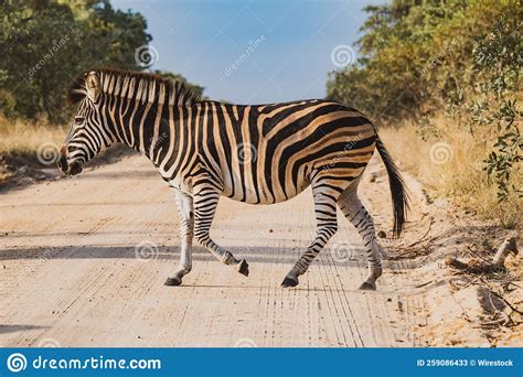 Beautiful Striped Zebra Crossing A Trail Road On A Nature Reserve Stock