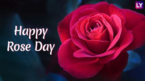 rose day 2019 greetings and messages sms images whatsapp stickers to wish happy rose day to