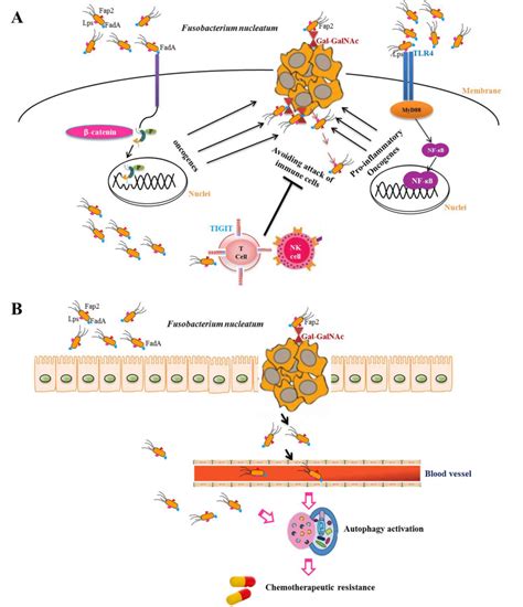 Fusobacterium Nucleatum‑positive Colorectal Cancer Review