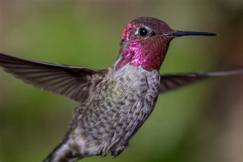 Hummingbirds In Tennessee Top 8 Species With Pictures For Identification