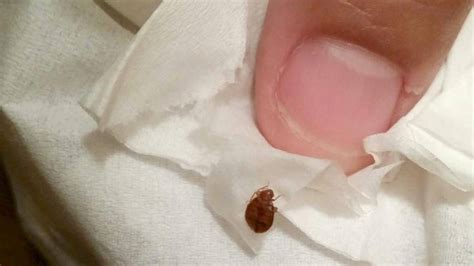 Toursits Should Stay Wary Of Bed Bugs In Myrtle Beach Area Hotels