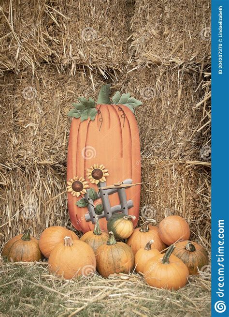 Pumpkins And Hay Bales And Poster Of Pumpkin Stock Photo Image Of
