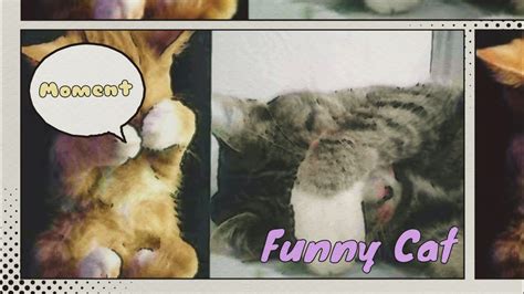 Cat Funny Moments Youtube