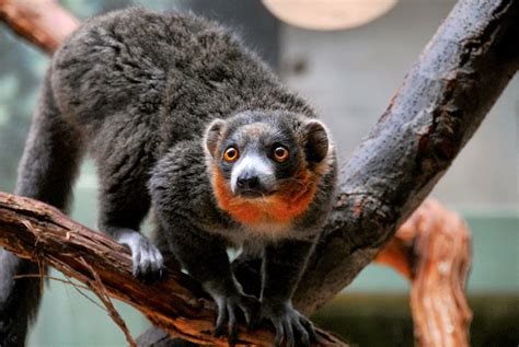 5 Wonderful Types Of Lemurs Fun Animals Wiki Videos Pictures Stories