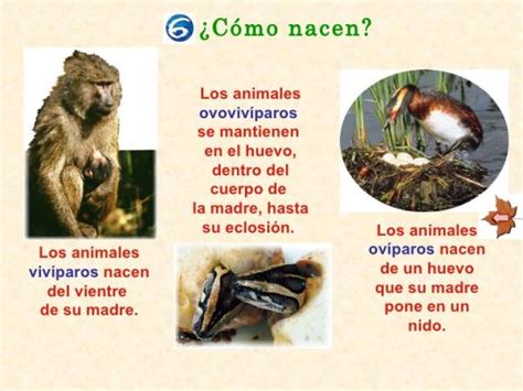 Cuadro Comparativo De Animales Viviparos Y Oviparos Kulturaupice