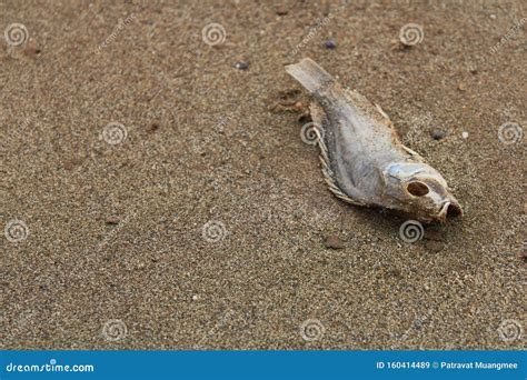 Dead Fish On The Beach Stock Image Image Of Dead Fish 160414489