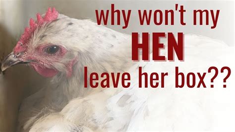 Why Your Hen Wont Leave Her Nesting Box Broody Hens Explained Youtube