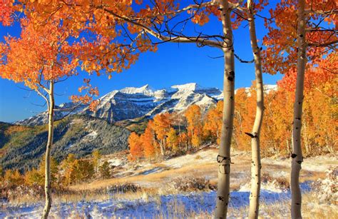 Snowy Autumn Trees Wallpapers Wallpaper Cave