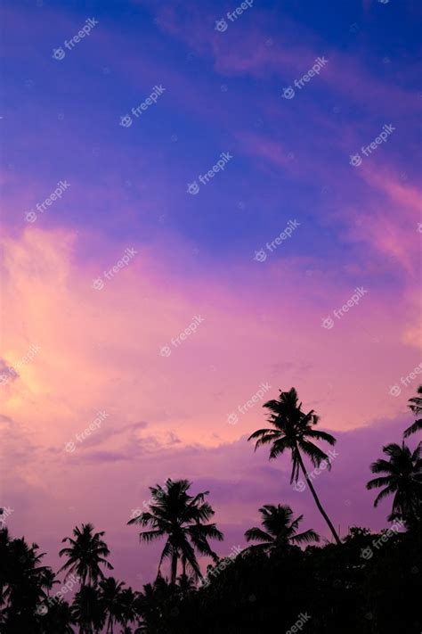 Premium Photo Bright Sunset Sky In The Tropics Silhouettes Of Palm