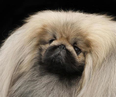 Pekingese Dog Breed Information Pictures And More