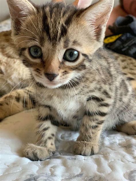 Bengal Kittens For Sale In Bournemouth Dorset Gumtree