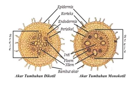 Berikut adalah pembagian contoh tumbuhan monokotil dan dikotil. Klasifikasi, Ciri - Ciri Kingdom Plantae, Dan Sistem Organ ...