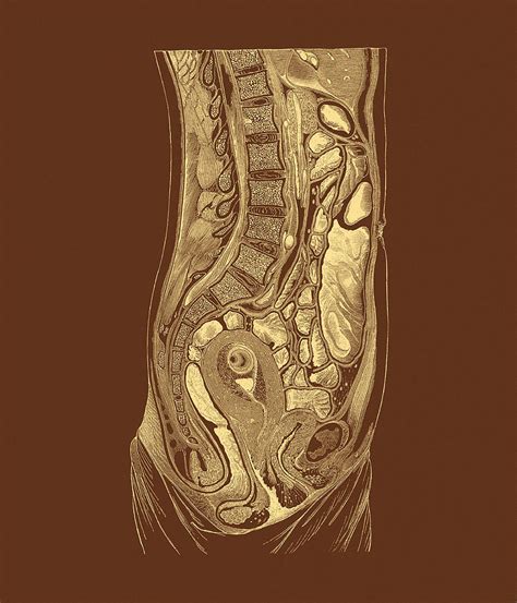 Level of l5, near transtubercular plane anatomy ileum, rectus abdominis. Female Abdominal Anatomy Photograph by Mehau Kulyk