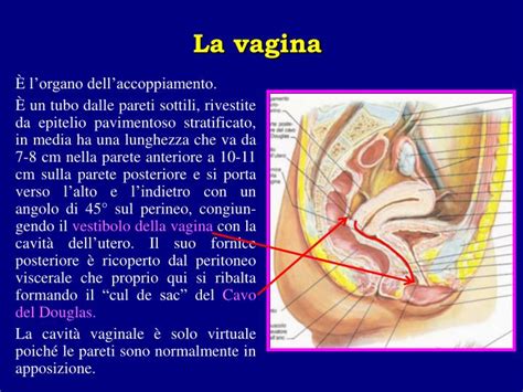ppt anatomia dell apparato genitale femminile powerpoint presentation id 1126180