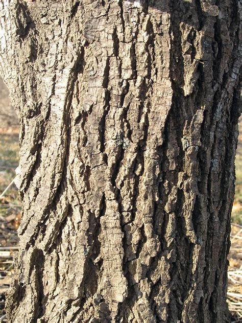 Ulmus procera synonyms, ulmus procera pronunciation, ulmus procera translation, english dictionary definition of ulmus procera. Ulmus procera (English elm): Go Botany